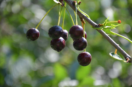 Red and sweet cherries on a branch just before harvest in early summerの写真素材