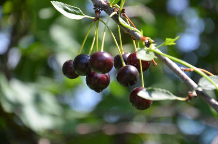 Red and sweet cherries on a branch just before harvest in early summerの写真素材