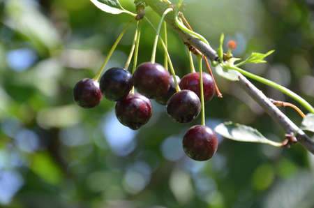 Red and sweet cherries on a branch just before harvest in early summerの写真素材