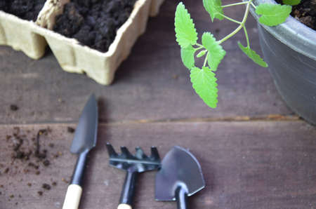 Plant seed growing concept, Farmer hand giving fertilizer to young plant. tools and gloves for planting plants and vegetables. Green sproutの写真素材
