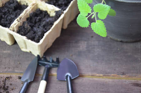 Plant seed growing concept, Farmer hand giving fertilizer to young plant. tools and gloves for planting plants and vegetables. Green sproutの写真素材