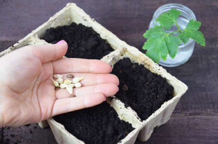 Plant seed growing concept, Farmer hand giving fertilizer to young plant. tools and gloves for planting plants and vegetables. Green sproutの写真素材