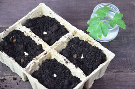 Plant seed growing concept, Farmer hand giving fertilizer to young plant. tools and gloves for planting plants and vegetables. Green sproutの写真素材