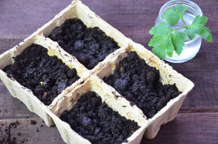 Plant seed growing concept, Farmer hand giving fertilizer to young plant. tools and gloves for planting plants and vegetables. Green sproutの写真素材