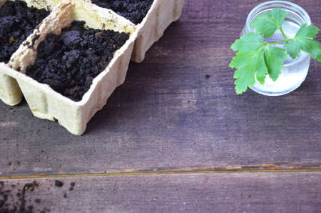 Plant seed growing concept, Farmer hand giving fertilizer to young plant. tools and gloves for planting plants and vegetables. Green sproutの写真素材