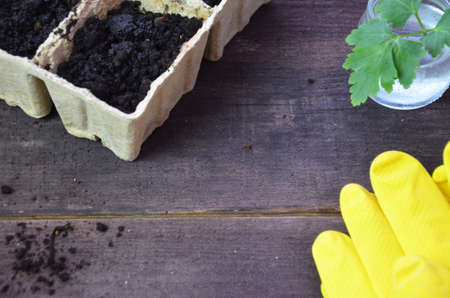 Plant seed growing concept, Farmer hand giving fertilizer to young plant. tools and gloves for planting plants and vegetables. Green sproutの写真素材