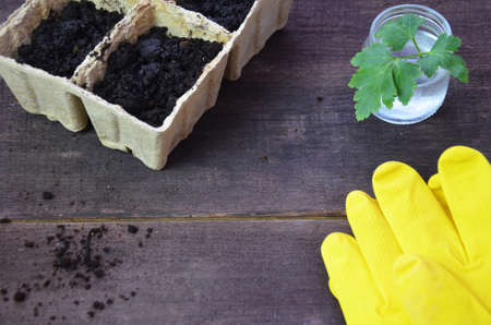Plant seed growing concept, Farmer hand giving fertilizer to young plant. tools and gloves for planting plants and vegetables. Green sproutの写真素材