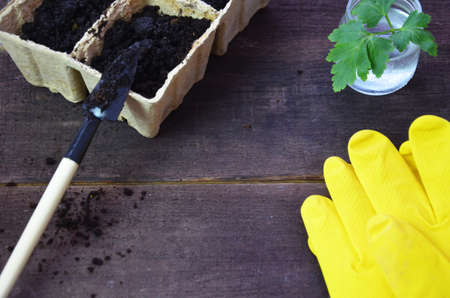 Plant seed growing concept, Farmer hand giving fertilizer to young plant. tools and gloves for planting plants and vegetables. Green sproutの写真素材