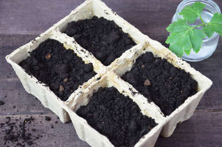 Plant seed growing concept, Farmer hand giving fertilizer to young plant. tools and gloves for planting plants and vegetables. Green sproutの写真素材