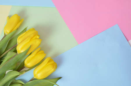 Fresh beautiful yellow tulips and gift box on colorful background. Spring concept. top view with...
