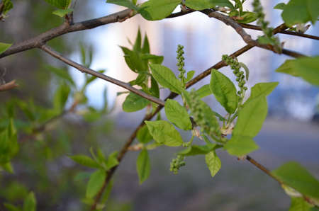 scene of fresh foliage and blue sky, ideal as a nature background with bright vibrant colorsの写真素材