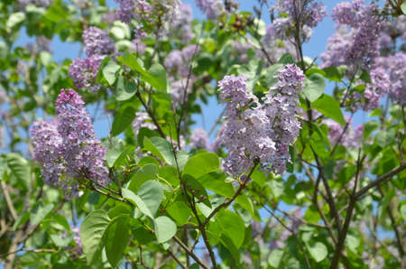 Purple flowers spring lilac, branchの写真素材