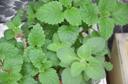 Fresh mint in a pot. Melissa plant growing in a flowerpot. Peppermint, spearmint herb. Gardering conceptの写真素材