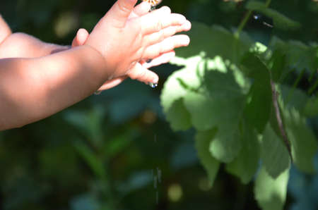 baby washes his hands. Children's hands with drops of pure water on the background of green foliage. The concept of protecting children, happy childhood, ecology, tenderness. A child cups a small stream of slow flowing water from a single tapの写真素材