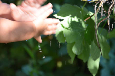 baby washes his hands. Children's hands with drops of pure water on the background of green foliage. The concept of protecting children, happy childhood, ecology, tenderness. A child cups a small stream of slow flowing water from a single tapの写真素材