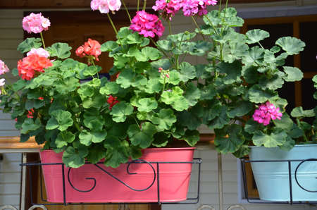 Beautiful street decorated with flowers. coloful flower in rectangle pot brownの写真素材