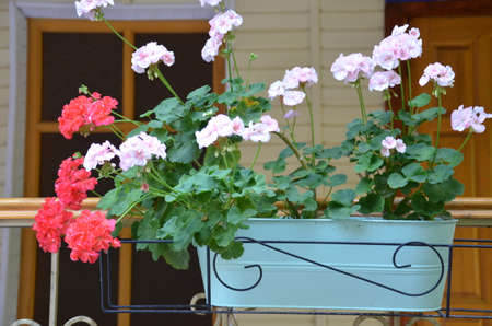 Beautiful street decorated with flowers. coloful flower in rectangle pot brownの写真素材