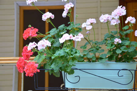 Beautiful street decorated with flowers. coloful flower in rectangle pot brownの写真素材