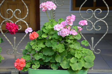 Beautiful street decorated with flowers. coloful flower in rectangle pot brownの写真素材