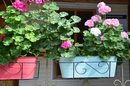 Beautiful street decorated with flowers. coloful flower in rectangle pot brownの写真素材