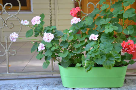 Beautiful street decorated with flowers. coloful flower in rectangle pot brownの写真素材