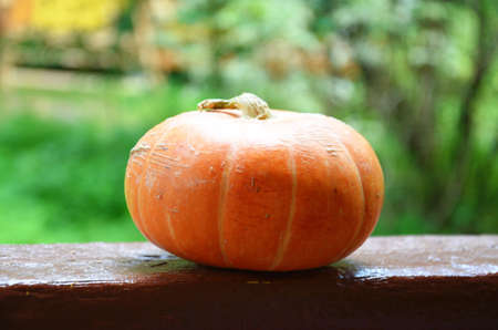 Orange autumn pumpkin on a background of green foliage. - Thanksgiving And Fall Background.の写真素材