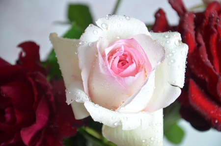 Bouquet of flowers - a composition of multi-colored roses. Background for the postcardの写真素材