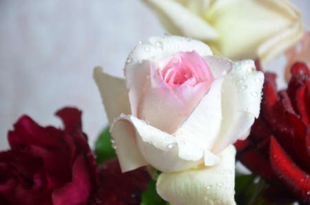 Bouquet of flowers - a composition of multi-colored roses. Background for the postcardの写真素材