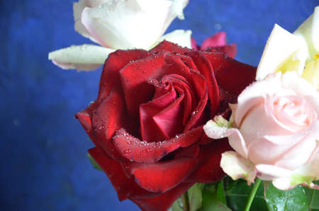 Bouquet of flowers - a composition of multi-colored roses. Background for the postcard on a dark blue background.の写真素材