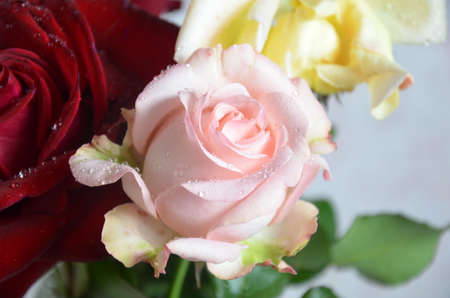 Bouquet of flowers - a composition of multi-colored roses. Background for the postcardの写真素材