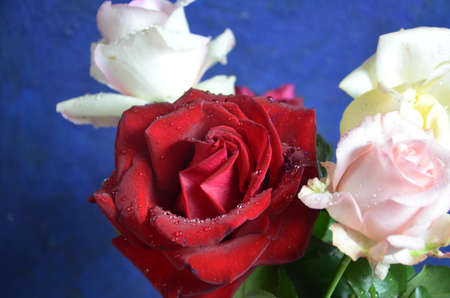 Bouquet of flowers - a composition of multi-colored roses. Background for the postcard on a dark blue background.の写真素材