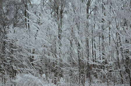 Trees with snow in winter park.の写真素材