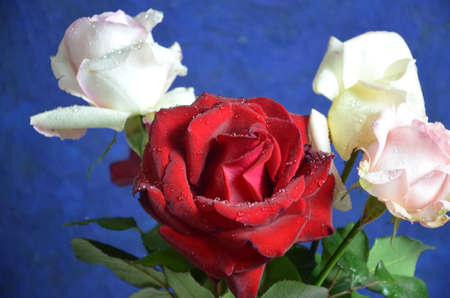 Bouquet of flowers - a composition of multi-colored roses. Background for the postcard on a dark blue background.の写真素材