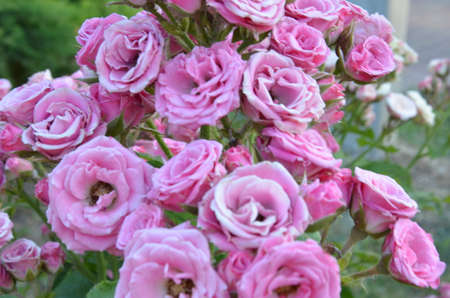 lilac pink violet and purple roses on a bush color of roses in soft style for background/の写真素材