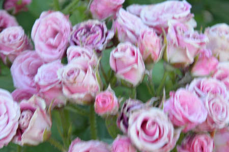 lilac pink violet and purple roses on a bush color of roses in soft style for background/の写真素材