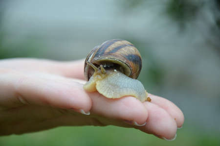 A snail on child or woman hand on the green nature background. medicine or skin cream.の写真素材