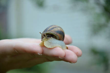 A snail on child or woman hand on the green nature background. medicine or skin cream.の写真素材