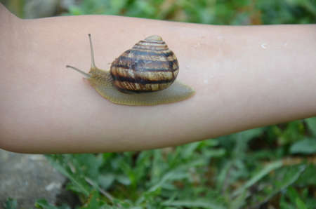A snail on child or woman hand on the green nature background. medicine or skin cream.の写真素材