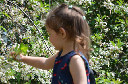 beautiful girl stands among the flowering trees. Lovely cute little girl in red sunglasses spring blooming garden a tree with white flowers. Happy childhood, the awakening of nature Portrait Romanceの写真素材