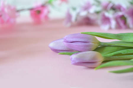 purple and lilac flowers and tulips on a pink background. spring, summer concept, background for cards and cosmetics.の写真素材
