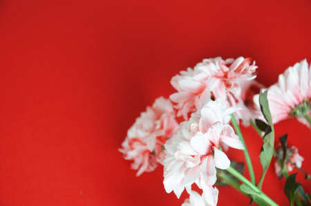 beautiful white pink aster flowers on a red background. greeting card. view from above. save space. Abstract background of flowers. Close-upの写真素材