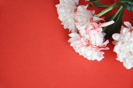 beautiful white pink aster flowers on a red background. greeting card. view from above. save space. Abstract background of flowers. Close-upの写真素材