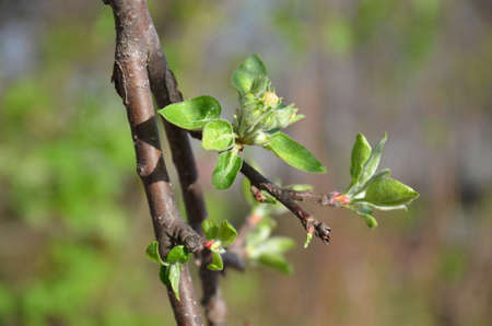 the first fresh leaves on the tree bloom. green buds on a thin tree branch in the spring garden on a brown background.の写真素材