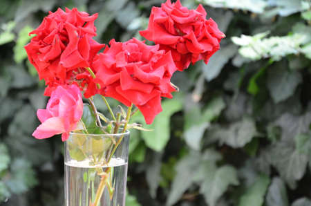 beautiful red roses on a background of green foliage in a transparent vase with water. Rose placed on the desk in blue backgroundの写真素材