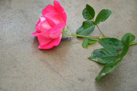 beautiful pink rose flower on gray background.の写真素材