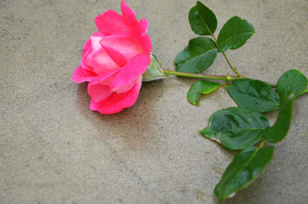 beautiful pink rose flower on gray background.の写真素材