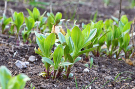 The seedling are growing from the rich soil to the morning sunlight that is shining, ecology concept. Group of green sprouts growing out from soil.の写真素材