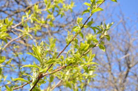 Spring background, fresh green tree leaves on blurred backgroundの写真素材