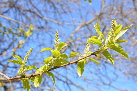 Spring background, fresh green tree leaves on blurred backgroundの写真素材
