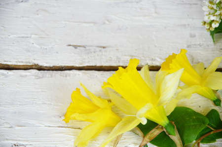 Bright yellow narcissus or daffodil flowers on aquamarine wooden background. Selective focus. Place for textの写真素材